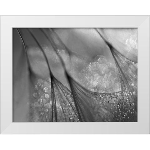 Dandelion White Modern Wood Framed Art Print by Or, Keren