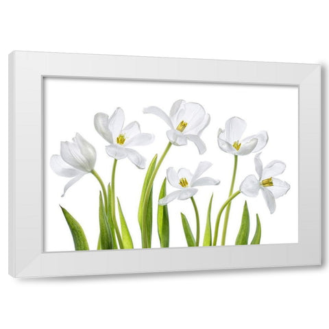 White Tulips White Modern Wood Framed Art Print by Disher, Mandy
