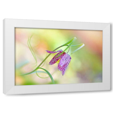 Snakes Head Fritillary White Modern Wood Framed Art Print by Parker, Jacky