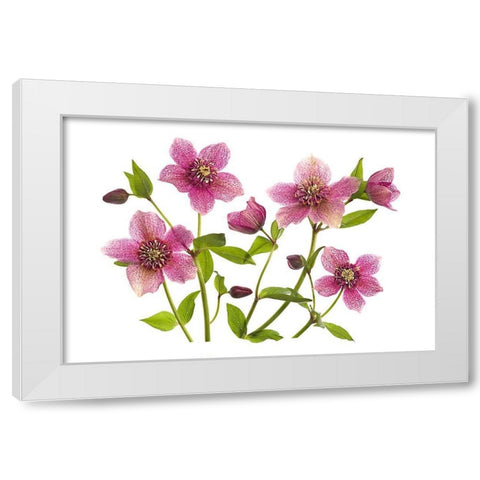 Helleborus x hybridus Tutu White Modern Wood Framed Art Print by Parker, Jacky