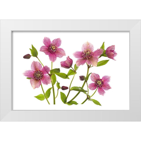 Helleborus x hybridus Tutu White Modern Wood Framed Art Print by Parker, Jacky