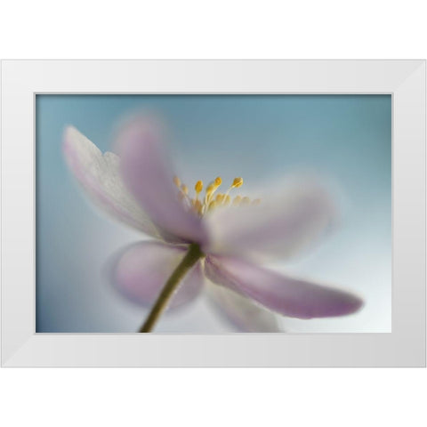 Against the sky White Modern Wood Framed Art Print by Westum, Heidi