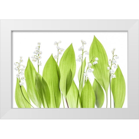 Lily of the valley White Modern Wood Framed Art Print by Disher, Mandy