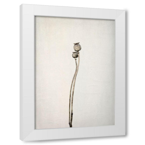 Two old poppies White Modern Wood Framed Art Print by Gronkjar, Lotte