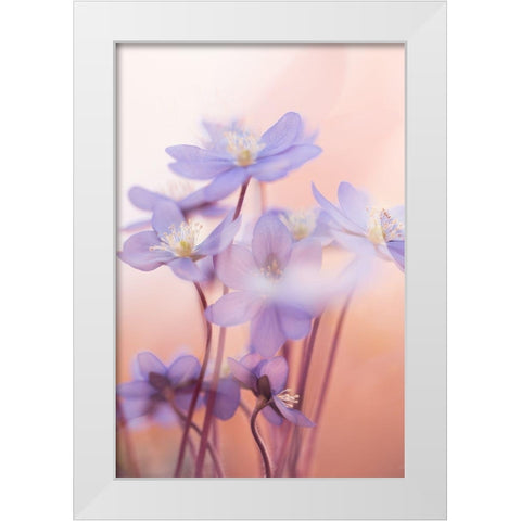 Spring Symphony White Modern Wood Framed Art Print by Dvorak, Petra