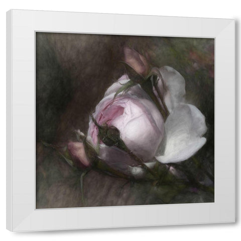 Budding beauty White Modern Wood Framed Art Print by Claes, Gilbert