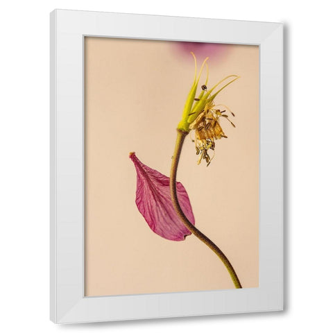 Almost a flower White Modern Wood Framed Art Print by Shumilova, Ludmila