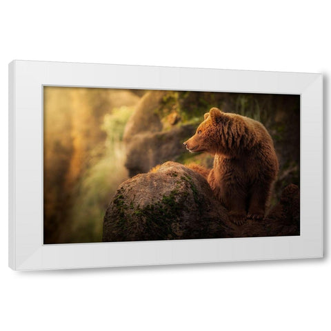 Brown bear during sunset White Modern Wood Framed Art Print by Saavedra Ruiz, Sergio