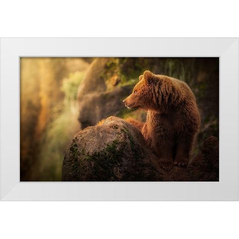 Brown bear during sunset White Modern Wood Framed Art Print by Saavedra Ruiz, Sergio