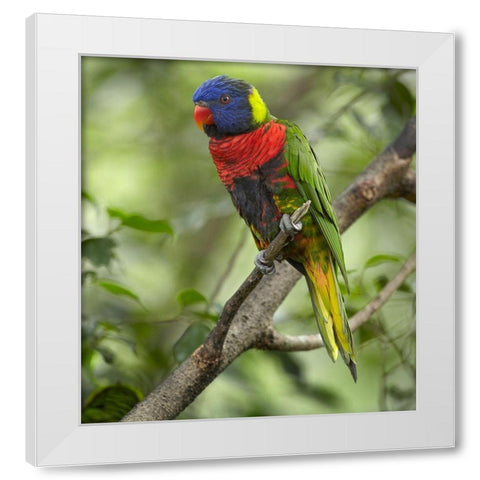 Rainbow Lory or Green Naped Lory White Modern Wood Framed Art Print by Fitzharris, Tim