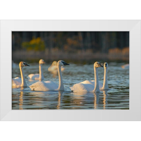 Trumpeter Swans-Magness Lake-Arkansas White Modern Wood Framed Art Print by Fitzharris, Tim