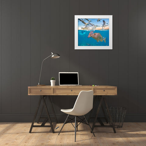 Snapper and Gulls-Coral Coast-Western Australia White Modern Wood Framed Art Print by Fitzharris, Tim