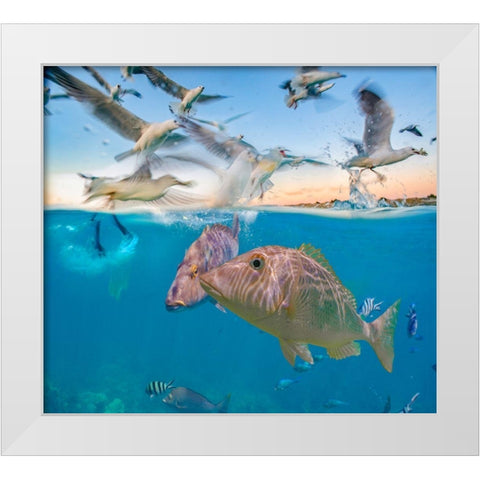 Snapper and Gulls-Coral Coast-Western Australia White Modern Wood Framed Art Print by Fitzharris, Tim