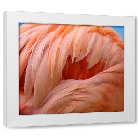 Caribbean Greater Flamingo White Modern Wood Framed Art Print by Fitzharris, Tim