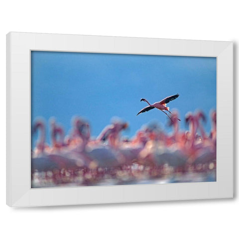 Lesser Flamingos-Lake Bogoria-Kenya White Modern Wood Framed Art Print by Fitzharris, Tim