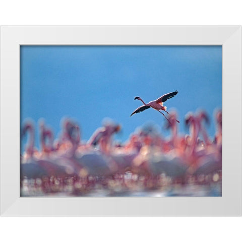 Lesser Flamingos-Lake Bogoria-Kenya White Modern Wood Framed Art Print by Fitzharris, Tim