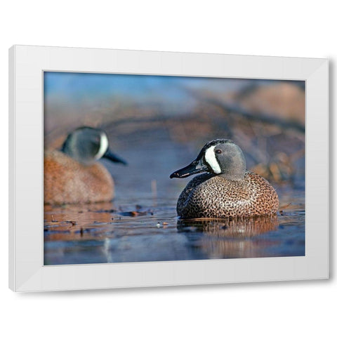 Blue-winged Teals White Modern Wood Framed Art Print by Fitzharris, Tim