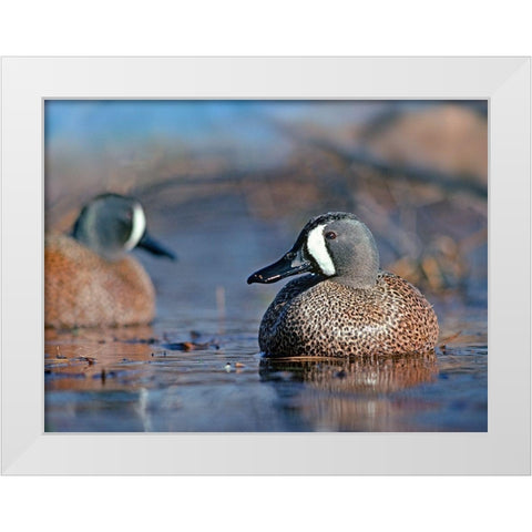 Blue-winged Teals White Modern Wood Framed Art Print by Fitzharris, Tim