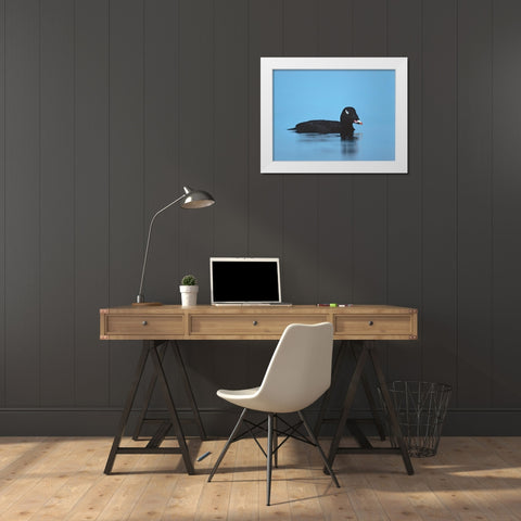 White-winged scoter-Esquimalt Lagoon-British Columbia White Modern Wood Framed Art Print by Fitzharris, Tim