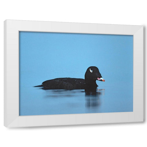 White-winged scoter-Esquimalt Lagoon-British Columbia White Modern Wood Framed Art Print by Fitzharris, Tim