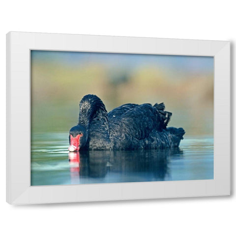 Black Swan Sipping Water White Modern Wood Framed Art Print by Fitzharris, Tim