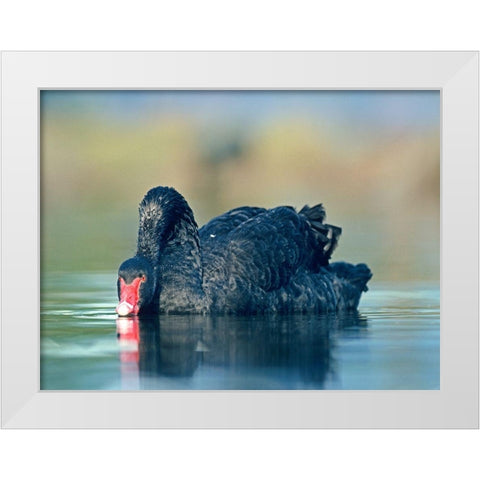 Black Swan Sipping Water White Modern Wood Framed Art Print by Fitzharris, Tim