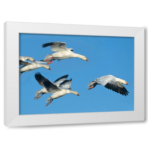 Snow Geese in Flight White Modern Wood Framed Art Print by Fitzharris, Tim