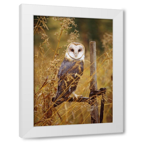 Barn Owl I White Modern Wood Framed Art Print by Fitzharris, Tim