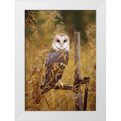 Barn Owl I White Modern Wood Framed Art Print by Fitzharris, Tim