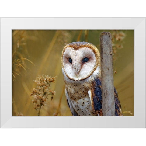 Barn Owl II White Modern Wood Framed Art Print by Fitzharris, Tim