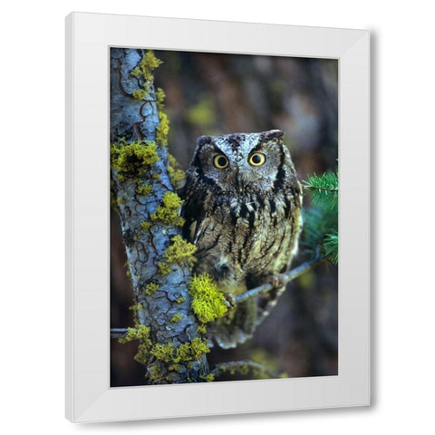 Western Screech Owl I White Modern Wood Framed Art Print by Fitzharris, Tim