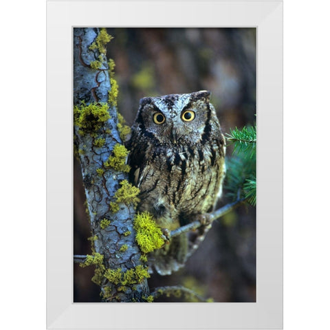 Western Screech Owl I White Modern Wood Framed Art Print by Fitzharris, Tim