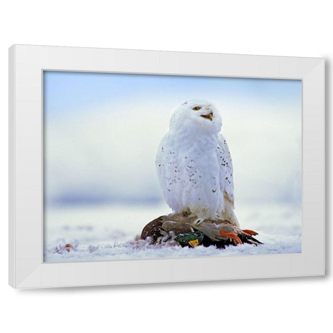 Snowy Owl with Mallard White Modern Wood Framed Art Print by Fitzharris, Tim