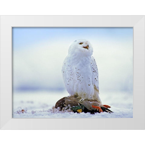 Snowy Owl with Mallard White Modern Wood Framed Art Print by Fitzharris, Tim