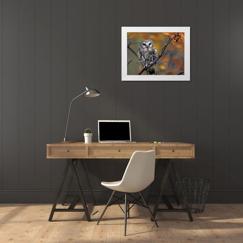 Northern Saw-whet Owl White Modern Wood Framed Art Print by Fitzharris, Tim