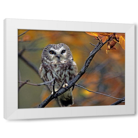 Northern Saw-whet Owl White Modern Wood Framed Art Print by Fitzharris, Tim