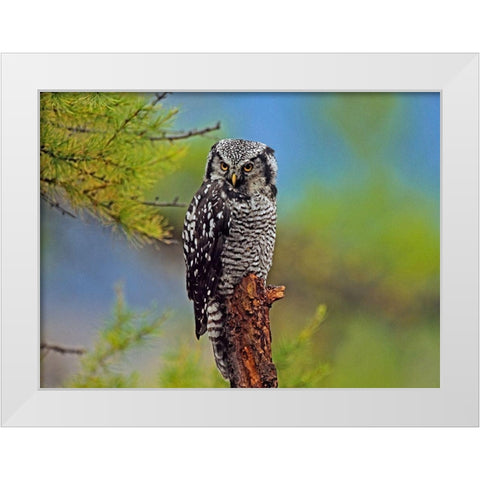 Northern Hawk Owl White Modern Wood Framed Art Print by Fitzharris, Tim