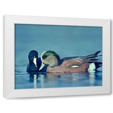 Coot Hoping to Share Food with American Widgeon Drake White Modern Wood Framed Art Print by Fitzharris, Tim