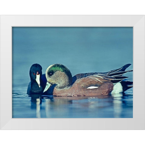 Coot Hoping to Share Food with American Widgeon Drake White Modern Wood Framed Art Print by Fitzharris, Tim