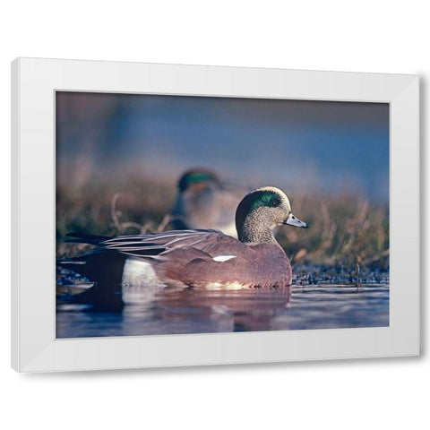 American Wigeon Drake with Hen White Modern Wood Framed Art Print by Fitzharris, Tim