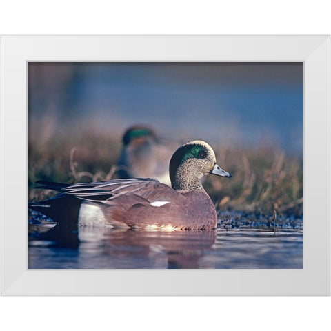 American Wigeon Drake with Hen White Modern Wood Framed Art Print by Fitzharris, Tim