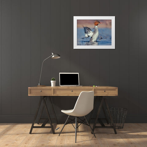 Common Merganser White Modern Wood Framed Art Print by Fitzharris, Tim