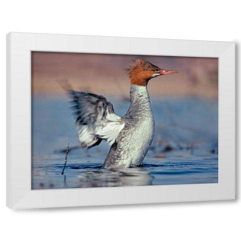 Common Merganser White Modern Wood Framed Art Print by Fitzharris, Tim