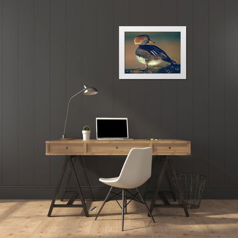 Hooded Merganser Female White Modern Wood Framed Art Print by Fitzharris, Tim