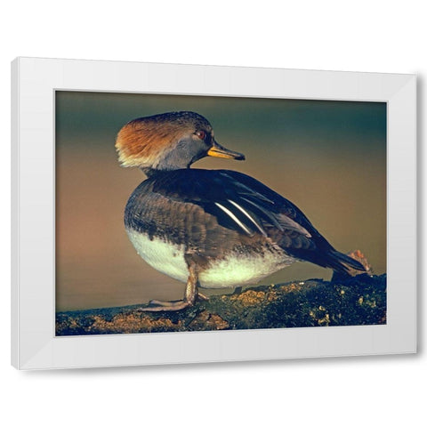 Hooded Merganser Female White Modern Wood Framed Art Print by Fitzharris, Tim