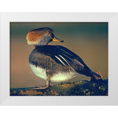 Hooded Merganser Female White Modern Wood Framed Art Print by Fitzharris, Tim