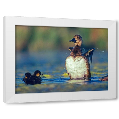 Lesser Scaup Female and Young White Modern Wood Framed Art Print by Fitzharris, Tim