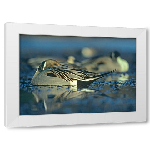 Northern Pintail Drake Snoozing White Modern Wood Framed Art Print by Fitzharris, Tim