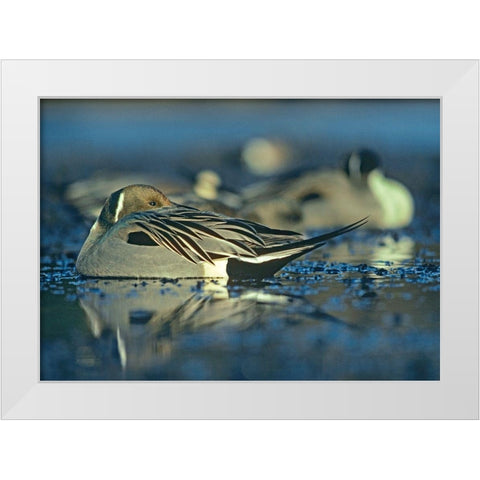 Northern Pintail Drake Snoozing White Modern Wood Framed Art Print by Fitzharris, Tim