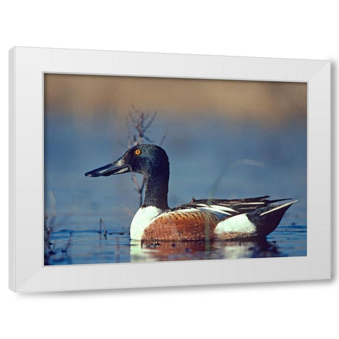 Northern Shoveler Drake White Modern Wood Framed Art Print by Fitzharris, Tim